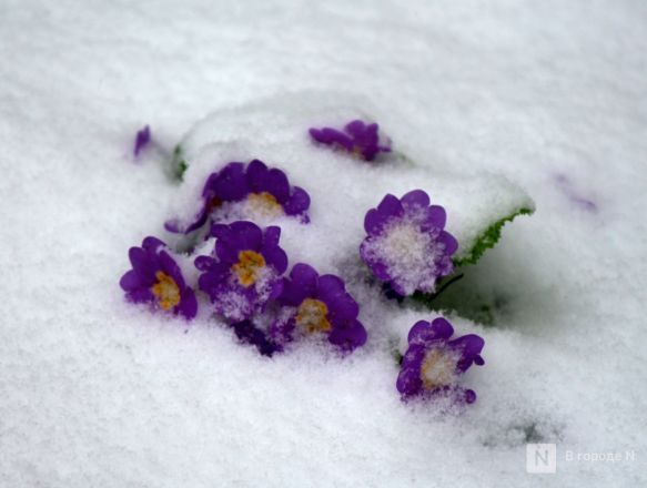 Апрельский апокалипсис в Нижнем Новгороде: фоторепортаж с улиц, заваленных снегом - фото 2
