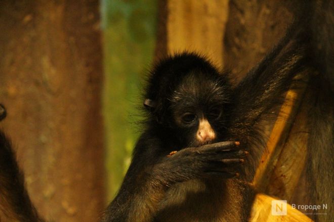 Детки в объективе: показываем милых малышей, которые родились в нижегородском зоопарке «Лимпопо» - фото 80
