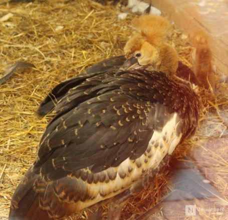 Детки в объективе: показываем милых малышей, которые родились в нижегородском зоопарке «Лимпопо» - фото 57