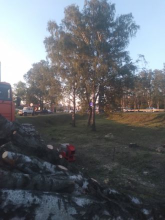Массовая вырубка деревьев началась в Приокском районе - фото 1