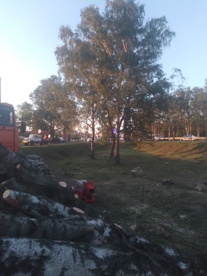 Массовая вырубка деревьев началась в Приокском районе