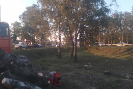 Массовая вырубка деревьев началась в Приокском районе