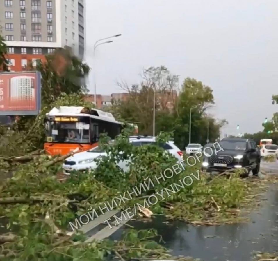 Ураганный ветер повалил десятки деревьев в Нижнем Новгороде - фото 3