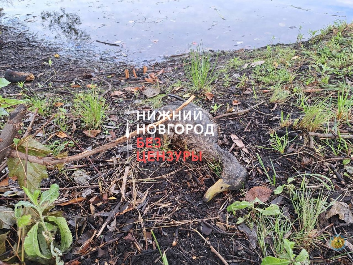 Наличие птичьего гриппа проверят у погибших в канавинском озере уток - фото 1