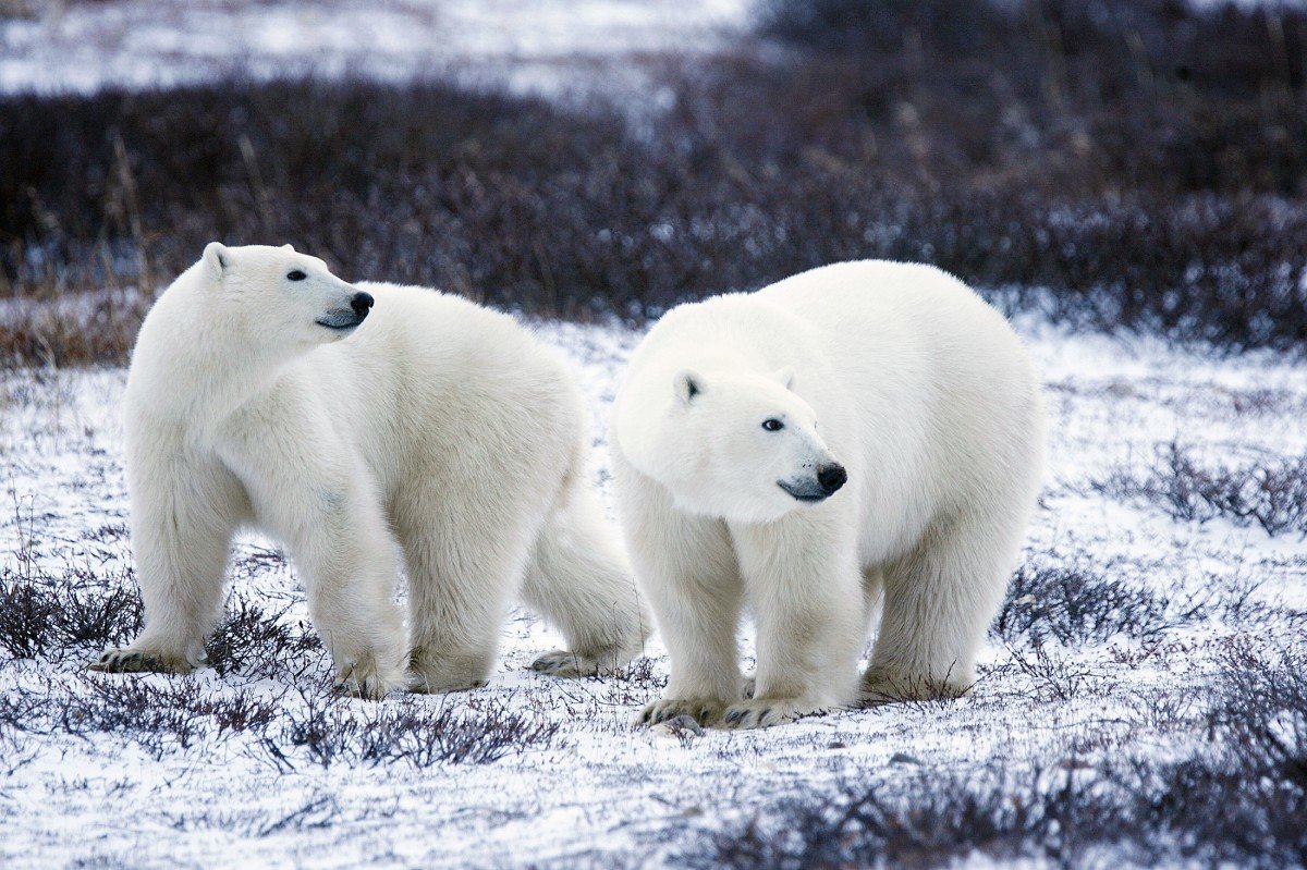 Белые медведи окружили российское село - фото 1