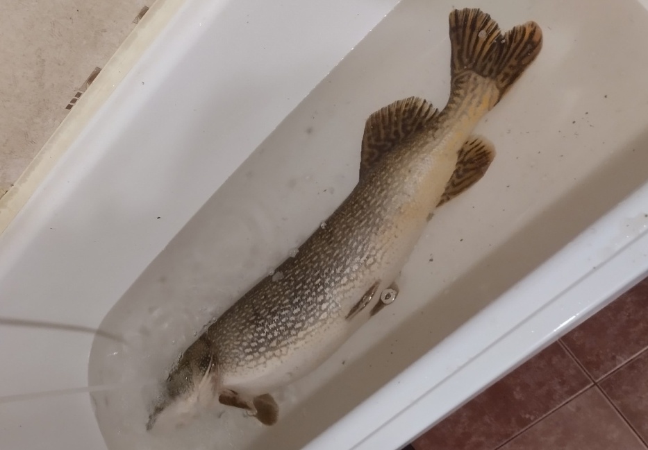 Щуку весом почти 8,5 кг выловил рыбак в Нижегородской области - фото 1