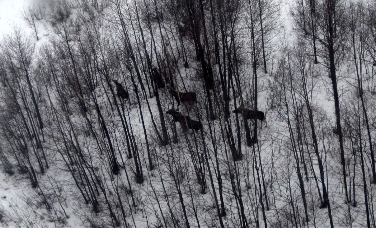 Нижегородских лосей посчитали с беспилотника - фото 1