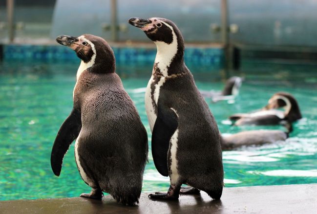 Нижегородцам показали, как выглядят новые пингвины в &laquo;Лимпопо&raquo; - фото 2