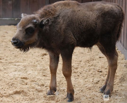 Детки в объективе: показываем милых малышей, которые родились в нижегородском зоопарке «Лимпопо» - фото 32