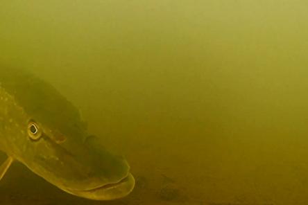 Дайверы показали, что спрятано на дне замерзшего пруда в Нижегородской области