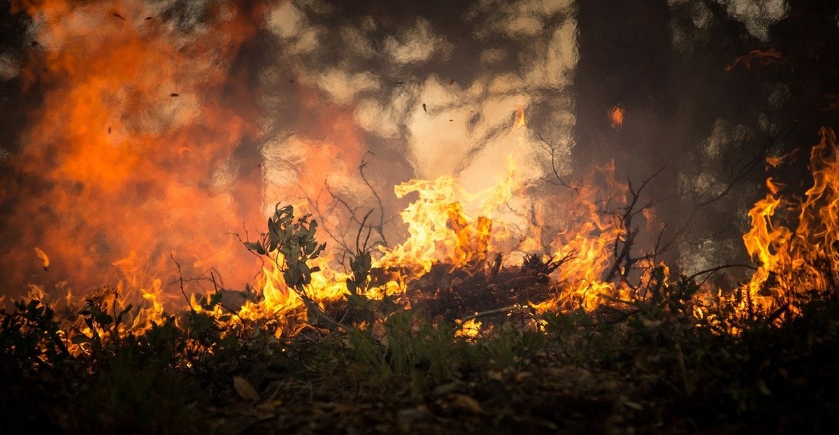 Нижегородские депутаты предложили разрешить вырубать деревья для предотвращения пожаров - фото 1