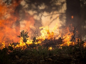 Нижегородские депутаты хотят разрешить вырубать деревья для предотвращения пожаров