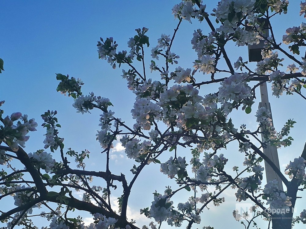 Опубликован подробный прогноз погоды на май в Нижнем Новгороде - фото 1