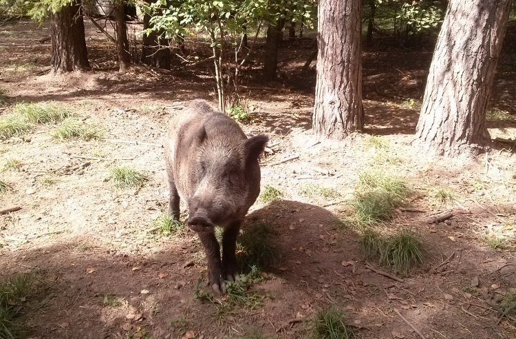Зараженные африканской чумой свиней кабаны обнаружены в Нижегородской области