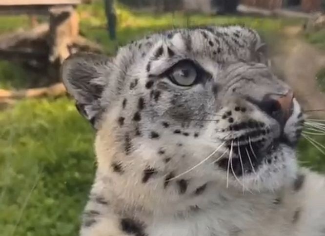 Нижегородский зоопарк показал милое видео со снежным барсом - фото 1