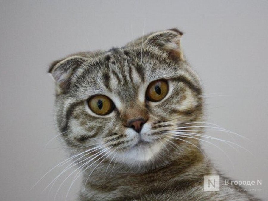 Названы самые популярные породы кошек в Нижнем Новгороде