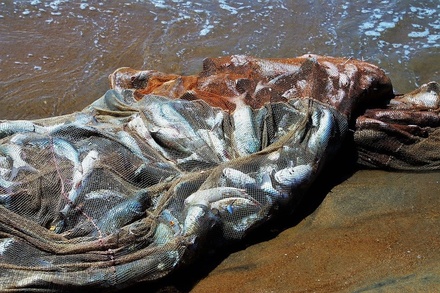 Из сетей воскресенских браконьеров спасли 17 кг живой рыбы